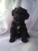 Female schnoodle Puppy for sale #15 Born 3-1-13|Black puppies for sale in Iowa|Breeders